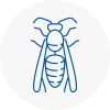 Rainworth Wasp Nest Removal
